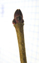 norway maple (acer platanoides), bud broad-egg-shaped, apical bud bigger than the pair of axillary buds, buds reddish or olive-brown, bud scales with a seam of cilia. 2009-01-26, Pentax W60. keywords: érable plane, acero platano